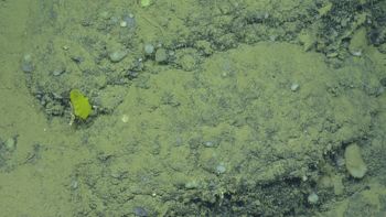 Media type: image;   Invertebrate Zoology 153114 Description: live specimen;